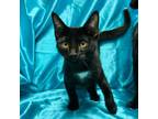 Adopt SALEM a Black (Mostly) Bombay (short coat) cat in Irvine, CA (40915296)