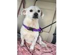 Adopt Poky a White Terrier (Unknown Type, Small) / Mixed dog in Plain City