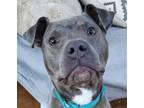 Adopt Kiano a Gray/Blue/Silver/Salt & Pepper Staffordshire Bull Terrier dog in