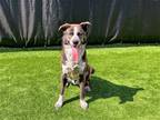Adopt DJANGO a Brown/Chocolate Australian Cattle Dog / Mixed dog in Tustin