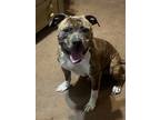 Adopt Ozias a White American Staffordshire Terrier / Mixed dog in Middletown