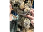 Adopt Biscuit a Gray, Blue or Silver Tabby Domestic Shorthair cat in Middletown
