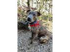 Adopt Zebo a Brindle Plott Hound / Catahoula Leopard Dog / Mixed dog in Houston