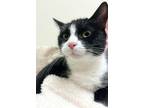 Adopt Daiquiri a White (Mostly) Domestic Shorthair cat in Greensboro