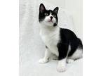 Adopt Cat Woman a White (Mostly) Domestic Shorthair cat in Greensboro