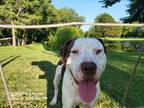 Adopt Molson a White American Staffordshire Terrier / Treeing Walker Coonhound /