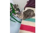 Adopt Peewee a Gray, Blue or Silver Tabby Domestic Shorthair cat in Buhl