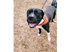 Adopt Knightwing a White American Pit Bull Terrier / Boxer / Mixed dog in Twin
