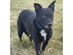 Adopt Bart a Black Australian Kelpie / Mixed dog in Twin Falls, ID (40875359)
