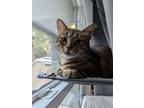 Adopt Violet a Gray, Blue or Silver Tabby Domestic Shorthair cat in Cleburne