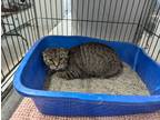 Adopt Cinnamon a Brown Tabby American Curl (short coat) cat in Reeds Spring