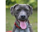 Adopt Will a Gray/Silver/Salt & Pepper - with White Weimaraner / Labrador