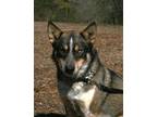 Adopt Monterey a Brown/Chocolate - with White Husky / German Shepherd Dog /