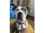 Adopt Stormy a Merle American Pit Bull Terrier / Mixed Breed (Medium) / Mixed