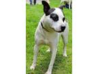 Adopt NIPSEY HUSTLE a Jack Russell Terrier / Mixed Breed (Medium) / Mixed dog in