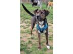 Adopt HAMLET a Plott Hound / Mixed Breed (Medium) / Mixed dog in Norwich