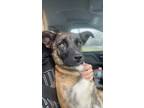 Adopt Zelda a Black Australian Cattle Dog / Mixed Breed (Medium) / Mixed (short