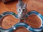 Adopt Eva a Brown Tabby Domestic Mediumhair (medium coat) cat in Midland
