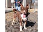 Adopt Reeses a Brown/Chocolate Mixed Breed (Small) / Mixed Breed (Medium) /