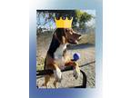 Adopt Huck a Brown/Chocolate - with White Beagle / Foxhound / Mixed dog in