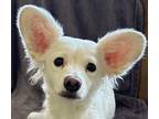 Adopt Bessie a White Poodle (Miniature) / Terrier (Unknown Type