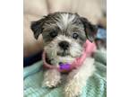 Adopt Kimora a Black - with Gray or Silver Shih Tzu / Mixed dog in Camden