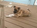 Adopt Lucy a Brindle - with White Mountain Cur / Mixed dog in Euless