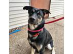 Adopt Doris a Black - with Tan, Yellow or Fawn German Shepherd Dog / Mixed Breed