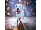 Adopt Angus a Dogo Argentino / Mixed dog in Hastings, MN (40912187)