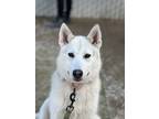Adopt Kelly a White Husky / Mixed Breed (Medium) / Mixed (short coat) dog in