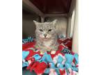 Adopt Indra a Gray, Blue or Silver Tabby Domestic Shorthair (short coat) cat in