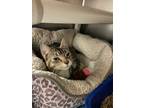 Adopt Minnie a Brown Tabby Domestic Shorthair (short coat) cat in Chippewa