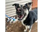 Adopt Regina a Black - with Tan, Yellow or Fawn German Shepherd Dog / Mixed dog