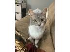 Adopt Moonshine a Gray, Blue or Silver Tabby Domestic Shorthair (short coat) cat
