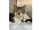 Adopt Toast a Brown Tabby Domestic Shorthair / Mixed Breed (Medium) / Mixed