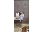 Adopt Maria a White Domestic Shorthair / Mixed Breed (Medium) / Mixed (short