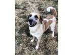 Adopt Paisley a Brindle Great Pyrenees / Mixed dog in Thomasville, NC (40049158)