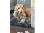 Adopt Winston a Red/Golden/Orange/Chestnut Poodle (Miniature) / Mixed dog in