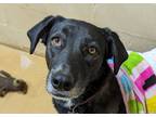 Adopt Luna a Black - with White Labrador Retriever / Pointer / Mixed dog in