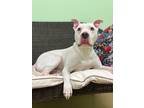 Adopt Chowder a Brindle American Pit Bull Terrier / Mixed Breed (Medium) / Mixed
