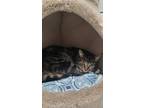 Adopt Chanel a Brown Tabby Domestic Shorthair / Mixed Breed (Medium) / Mixed