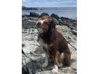 Adopt Kingston a Red/Golden/Orange/Chestnut - with White Australian Shepherd /