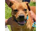 Adopt Urgent! Sancho a Red/Golden/Orange/Chestnut Boxer / Mixed dog in Oklahoma