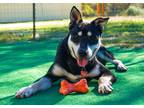 Adopt Logan a Black - with Tan, Yellow or Fawn Bull Terrier / Husky / Mixed dog