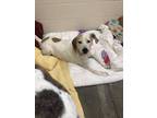 Adopt Bubby a White Mixed Breed (Small) / Mixed Breed (Medium) / Mixed (short