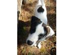 Adopt Cow a White Great Pyrenees / Mixed Breed (Medium) / Mixed (short coat) dog