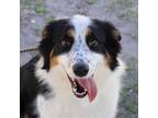Adopt Bonnie a Tricolor (Tan/Brown & Black & White) Border Collie / Mixed dog in