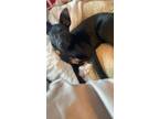 Adopt Pickle BC a Border Collie dog in Fairfax Station, VA (40865327)