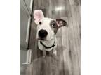 Adopt Johnny a White - with Gray or Silver Catahoula Leopard Dog / Mixed dog in