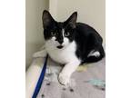 Adopt Perla a All Black Domestic Shorthair / Mixed Breed (Medium) / Mixed (short
